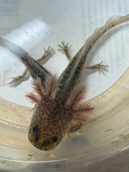 Axolotl - 2