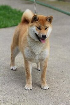 Shiba Inu s PP FCI - 2
