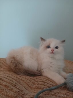 Ragdoll kočička s PP - 2