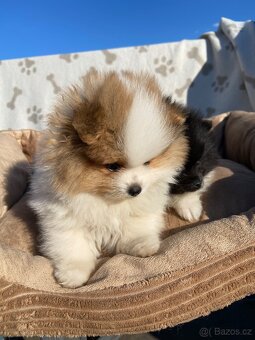 Pomeranian, nemecký špic - 2