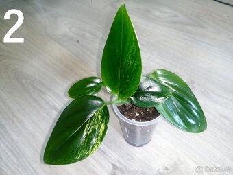 Monstera standleyana aurea - Nový list krásně zabarvený - 2