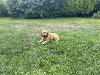 Cockapoo - 2
