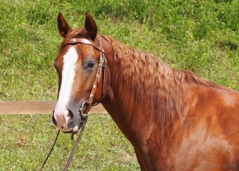 Quarter Horse Valach 2021 - 2