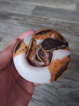 Krajta královská - 2