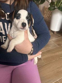 Jack Russel teriér - 2