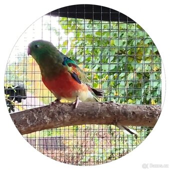 Papoušek zpěvavý - 2