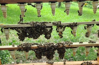 prodám vyzimovaná včelstva - 2