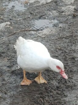 Kachna pižmová - 2