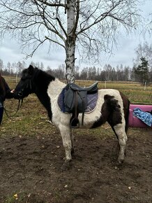 Valach, 9 let, cca 130 cm - 2