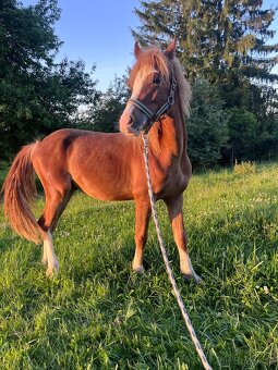 Welsh Pony B - 2