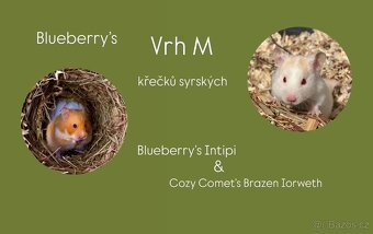 Křeček syrský/zlatý - 2