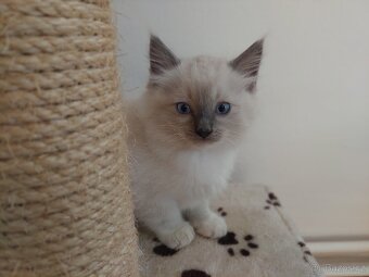 Ragdoll - 2