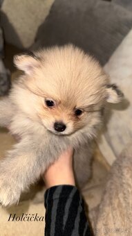 štěňátka pomeranian - 2