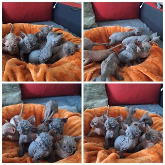 Kanadský sphynx - 2