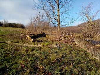 Klest topol za odvoz - 2