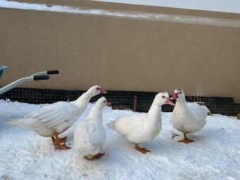 Letošní pižmovky - 2