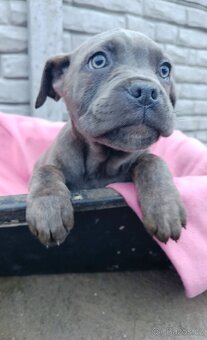 Cane Corso šteniatka - 2
