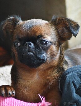 brabantík - štěně s pp - 2