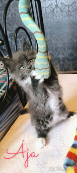 Mainská mývalí koťátka - 2