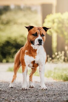 Americký stafordširský teriér - 2