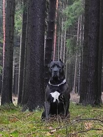 Cane Corso - 2
