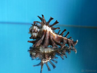 Homelocantha scorpio - 2