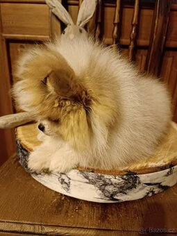 POMERANIAN s PP - 2