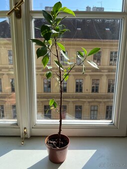 Ficus Benjamin - 60 cm sazenice - 2