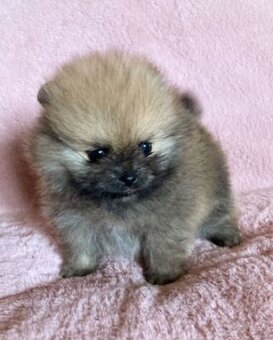 Pomeranian boo - 2
