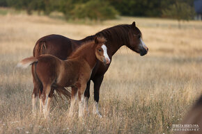 Welsh mountain pony, sekce A - 2