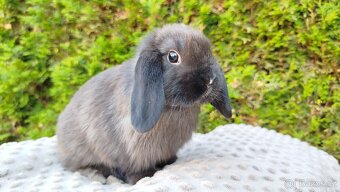 Zakrslý beránek, králíček, králík - PATRIK - 2