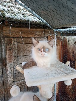 Ragdoll - 2