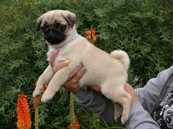 Mops - Štěňátka - 2