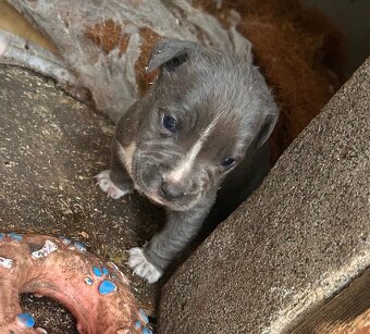 Americký stafordšírský teriér - 2