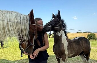 Barock Pinto X Welsh Cob D - 2