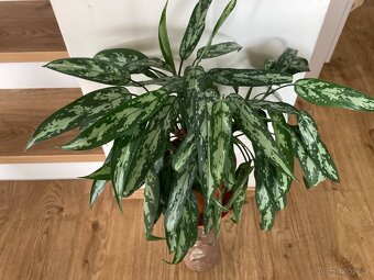 Pokojová květina do interieru Aglaonema - 2