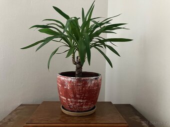 Juka 65cm vysoká - 2