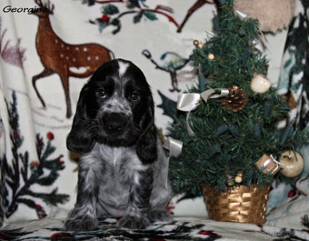 Anglický kokršpaněl s PP - 2