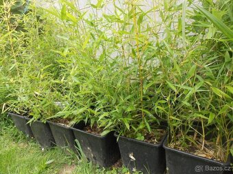 Bambus Vysočina, velky vyběr, ruzné druhy - 2