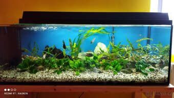 Akvárium vybavené - 2