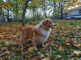 Border kolie - krytí pro feny s pp - 2