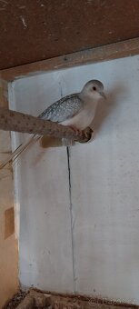 0,1 Holoubek diamantový - 2