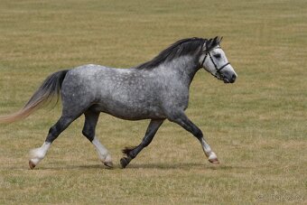 Welsh mountain pony 6 let - 2