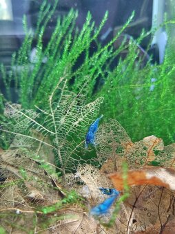 Krevetky Neocaridina Blue Dream modré - 2