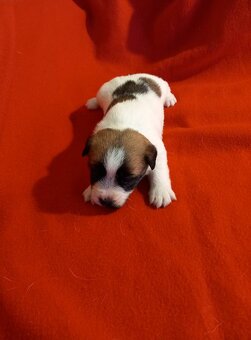 Jack russell terier - 2
