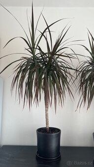 Dracena cca 75 cm - 2