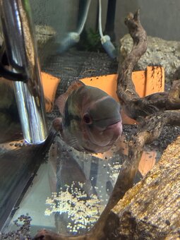 Kančík červený a Gibbiceps - 2