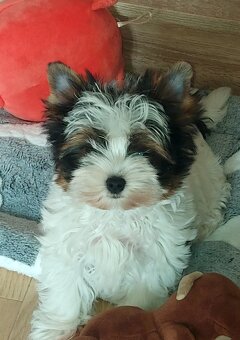 Biewer yorkshire terrier - 2