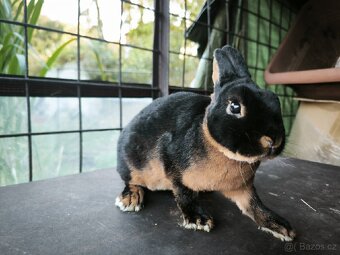 Zakrslý rex tříslový černý samice s PP oceněna - 2