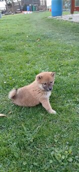 Shiba-Inu - štěňata - 2